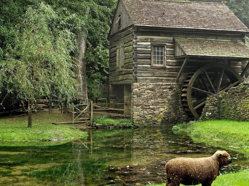 Sheep Near Mill