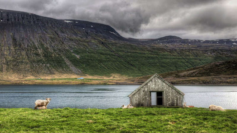 Sheep Near Wooden Hut