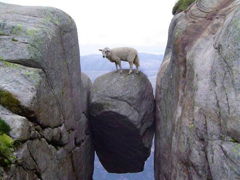 sheep on a balancing rock