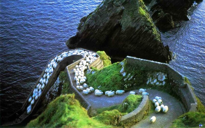 Sheep on a Cliff Path — Green
