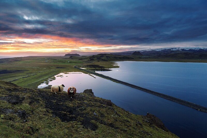 Sheep on a Cliff