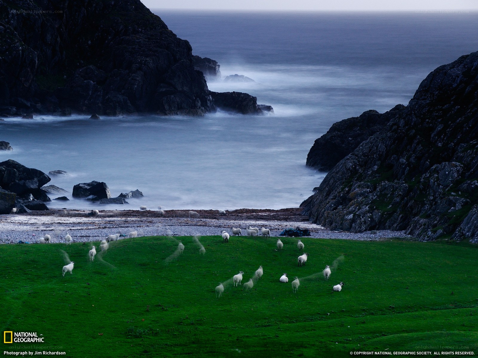 Sheep on a coastal cliff