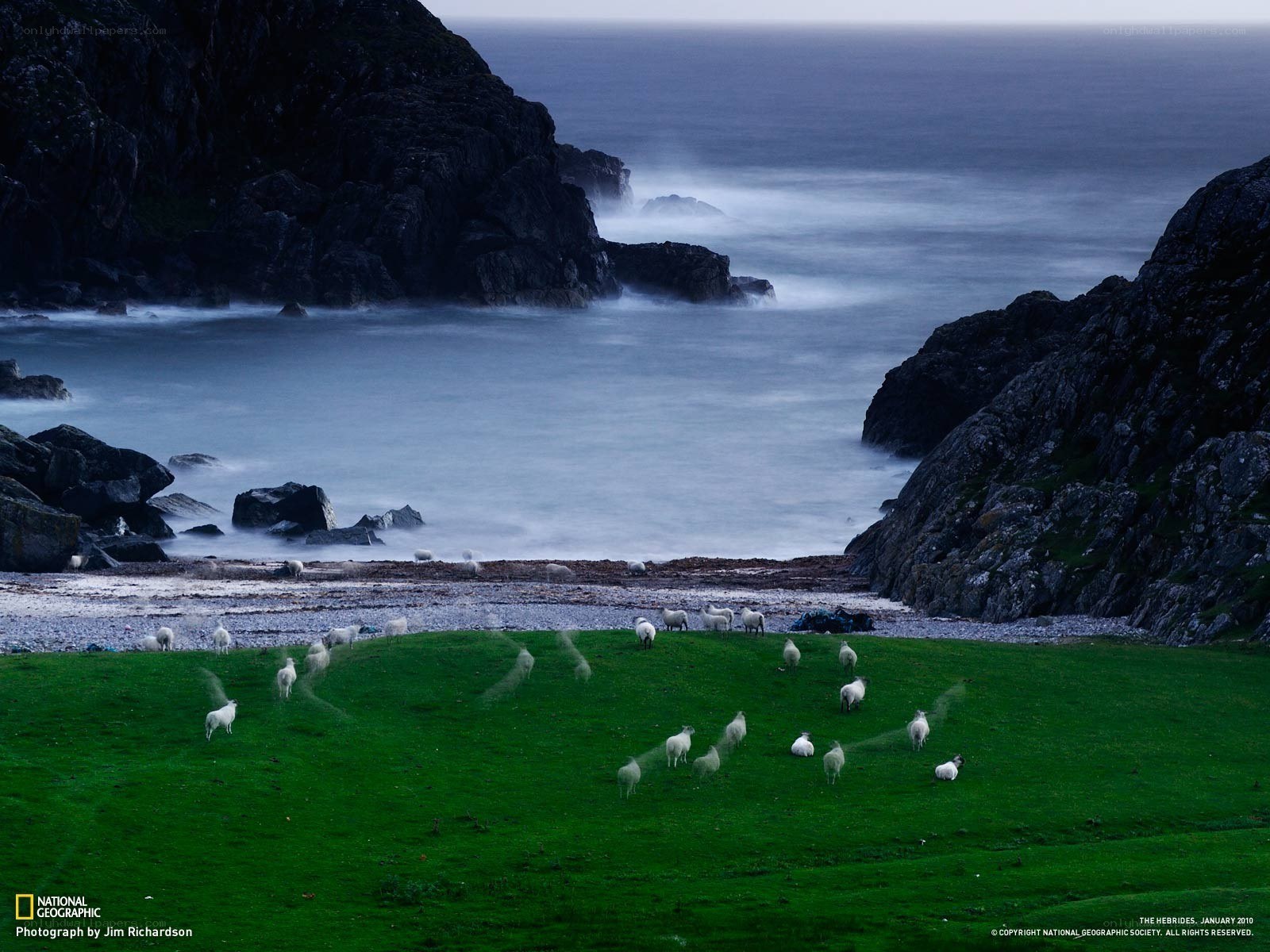 Sheep on a coastal hillside