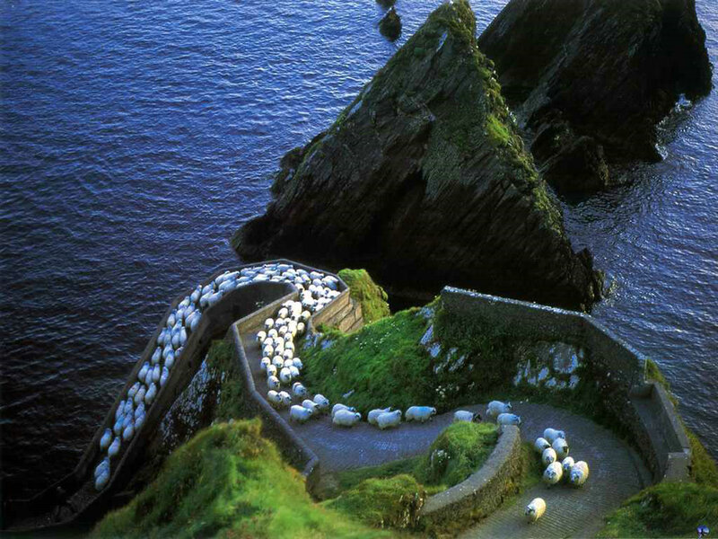 Sheep on a coastal path