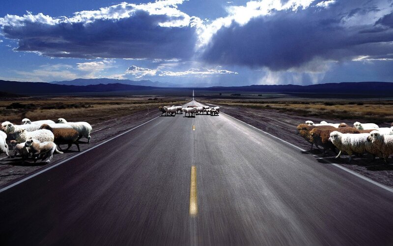 Sheep on a desert highway