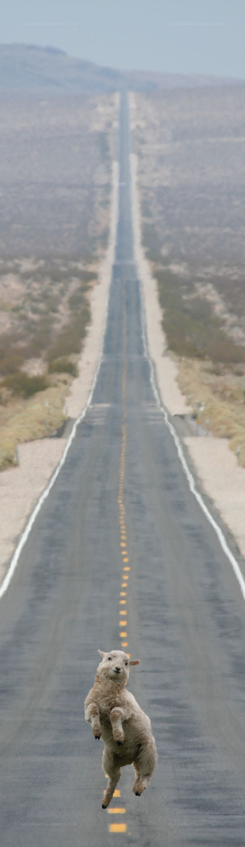 sheep on a desert road