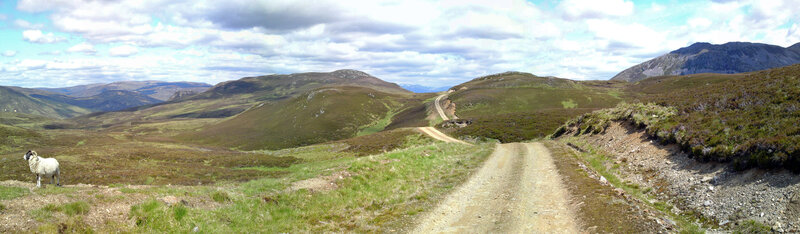 Sheep on a dirt road in the hills