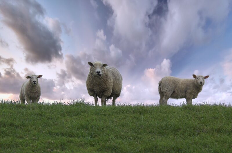 Sheep on a grassy hill