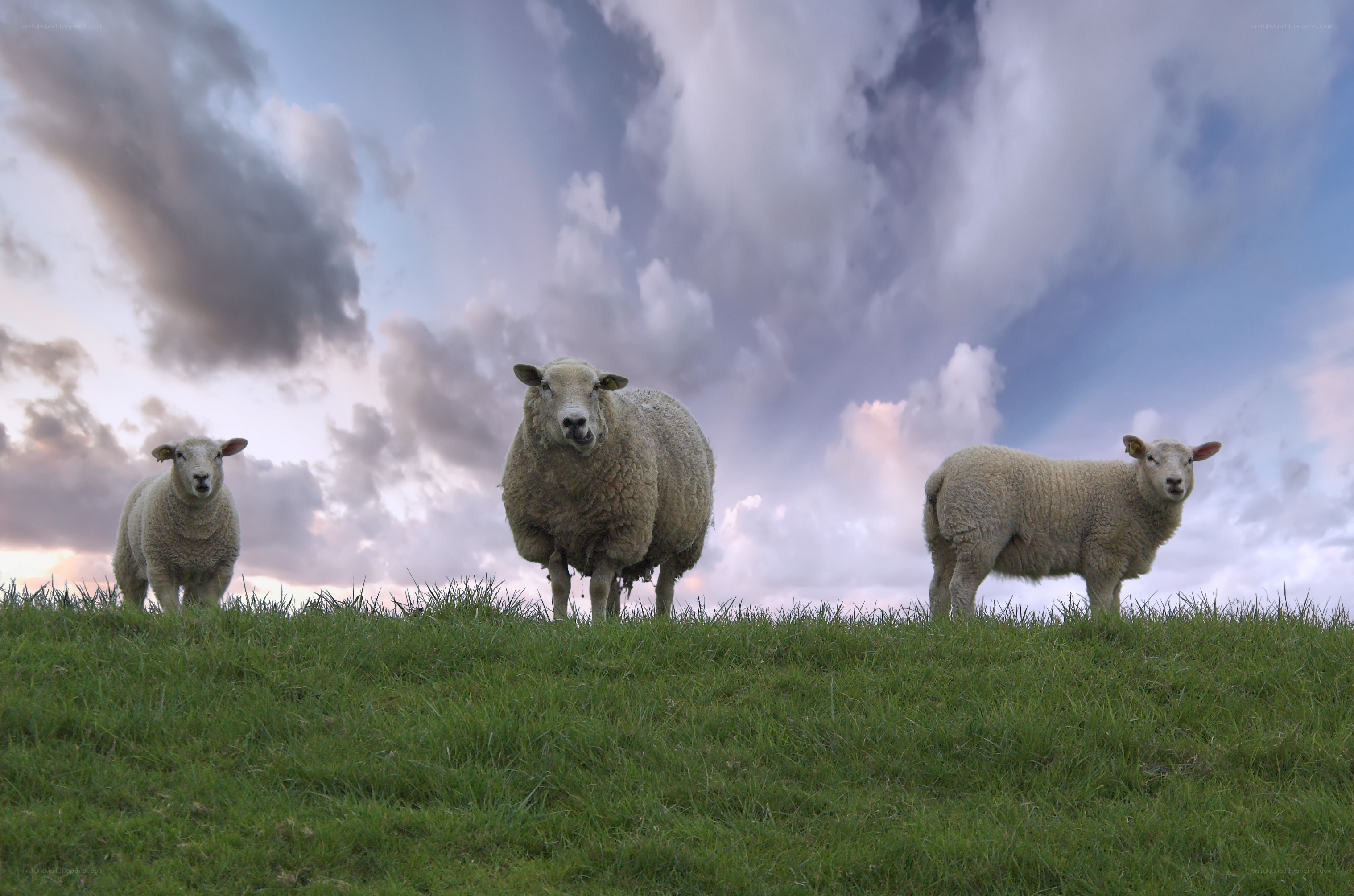 Sheep on a grassy hill