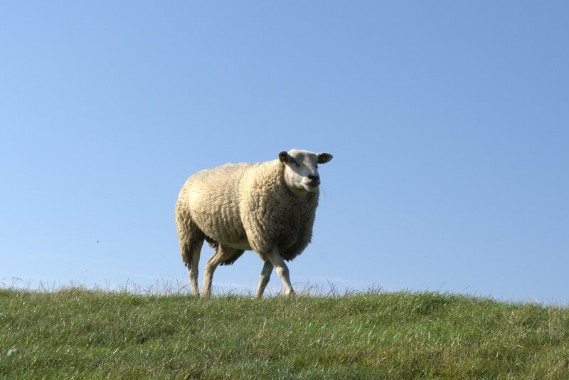 sheep on a grassy hill