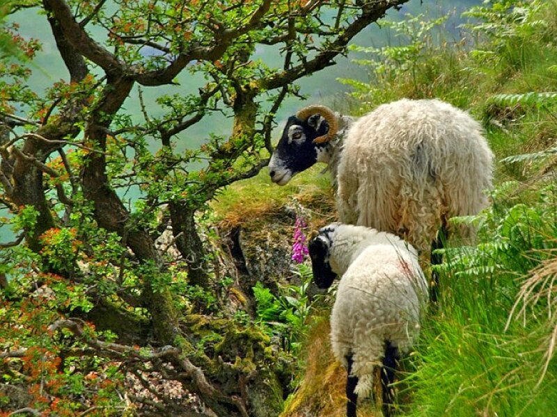 Sheep on a grassy hillside