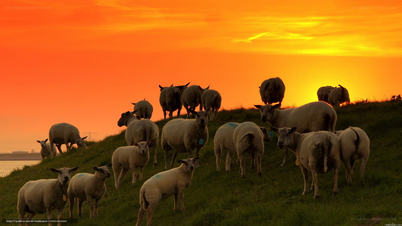 Sheep on a hill at sunset