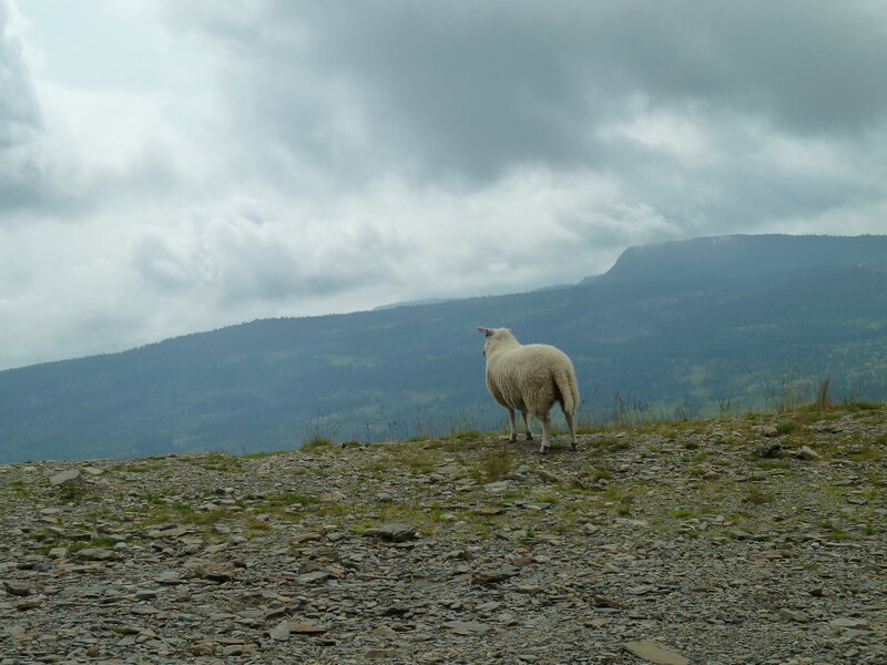 Sheep on a Hill — Gray
