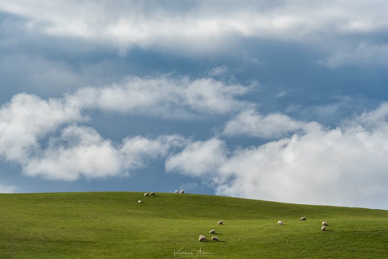 Sheep on a Hill — Green, Serene, Afternoon