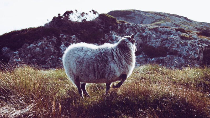 Sheep on a Hillside — Brown, Serene