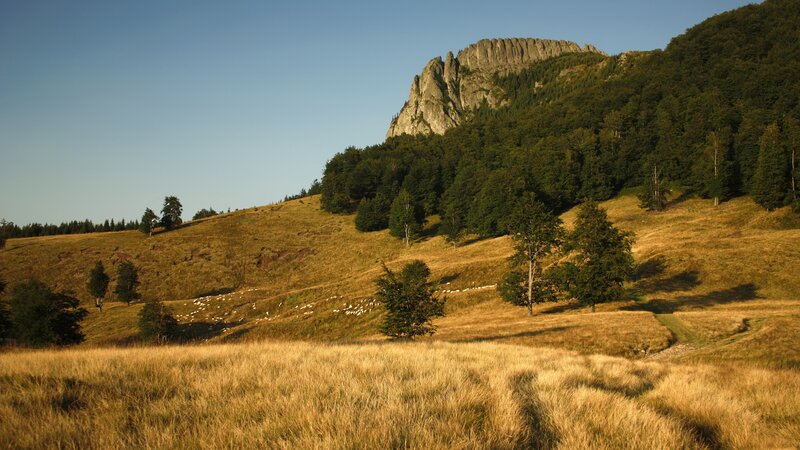 Sheep on a Hillside — Brown