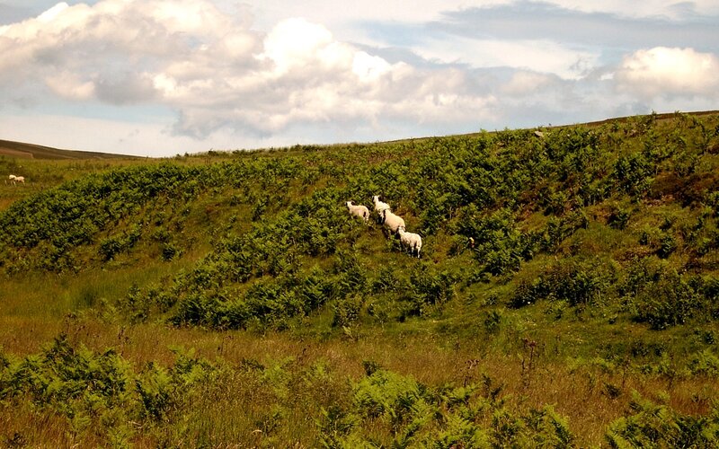 Sheep on a Hillside — Green, Serene