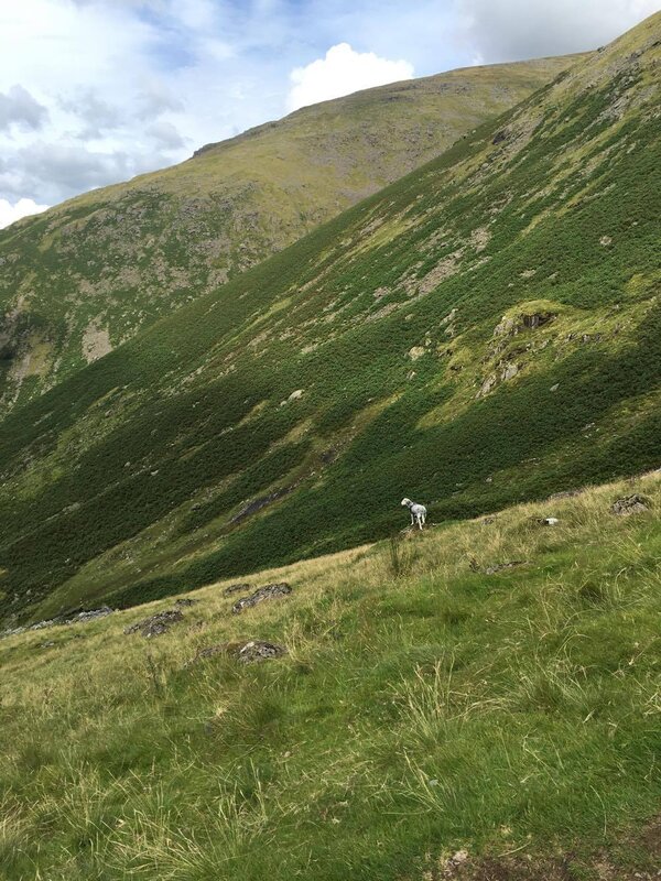 Sheep on a Hillside — Green