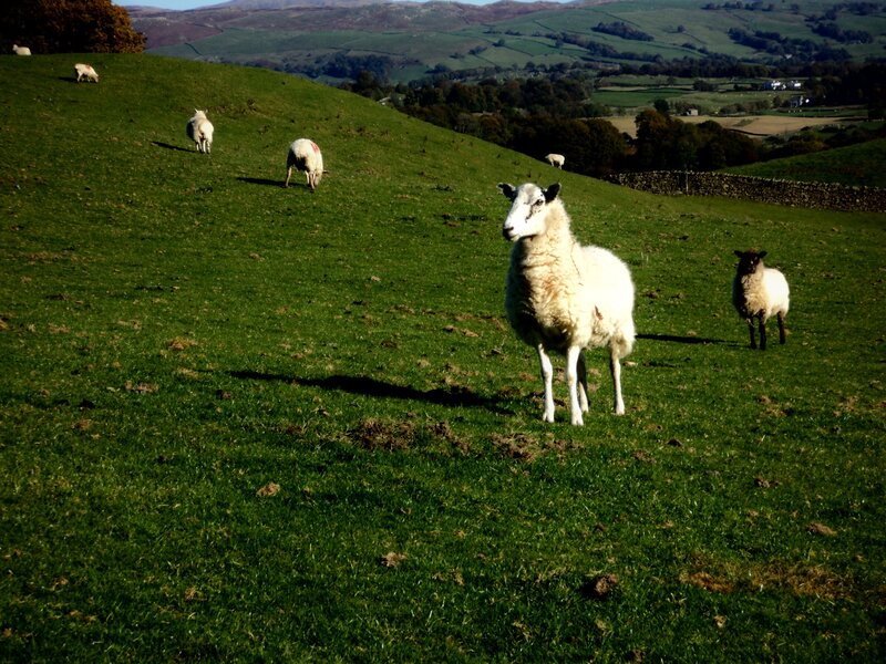 Sheep on a Hillside