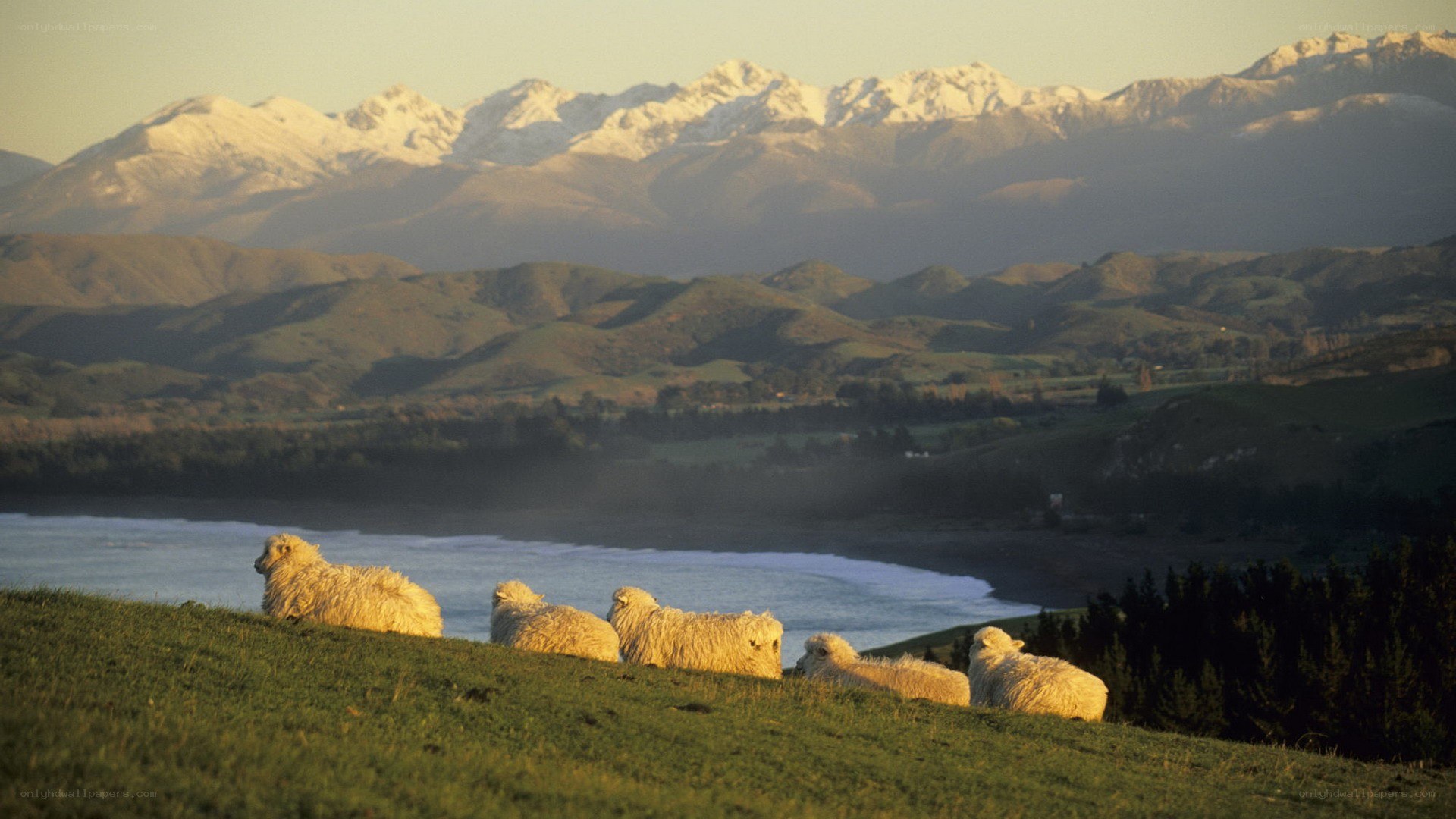 Sheep on a hillside with mountains