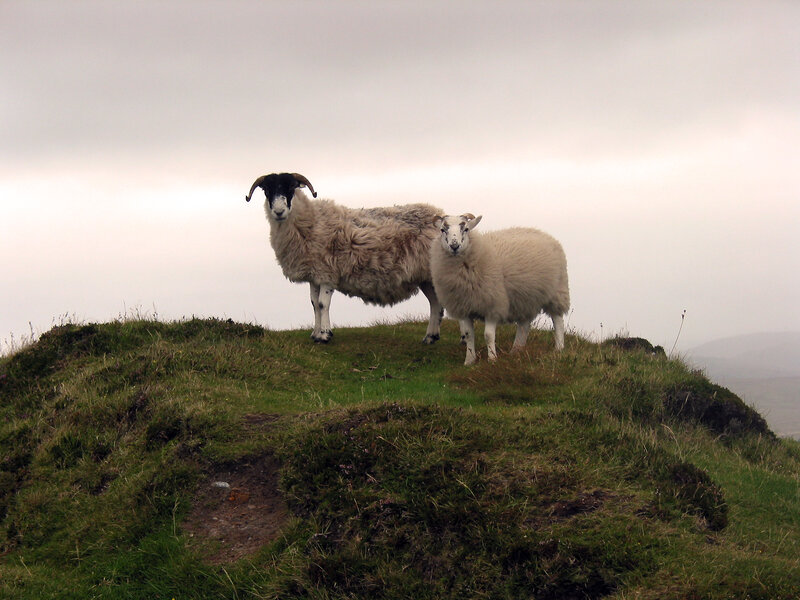 Sheep on a hilltop