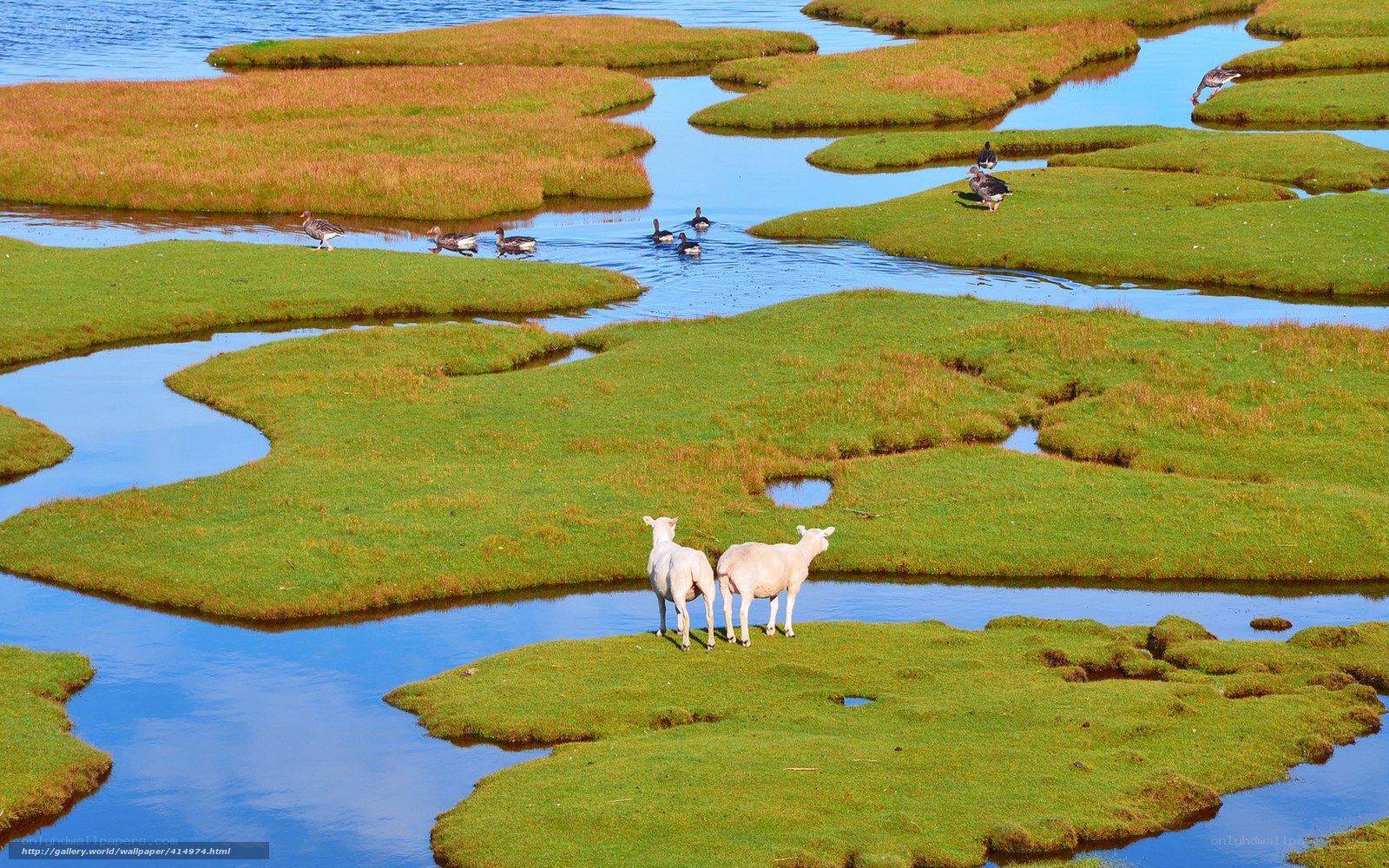Sheep on a marshy island