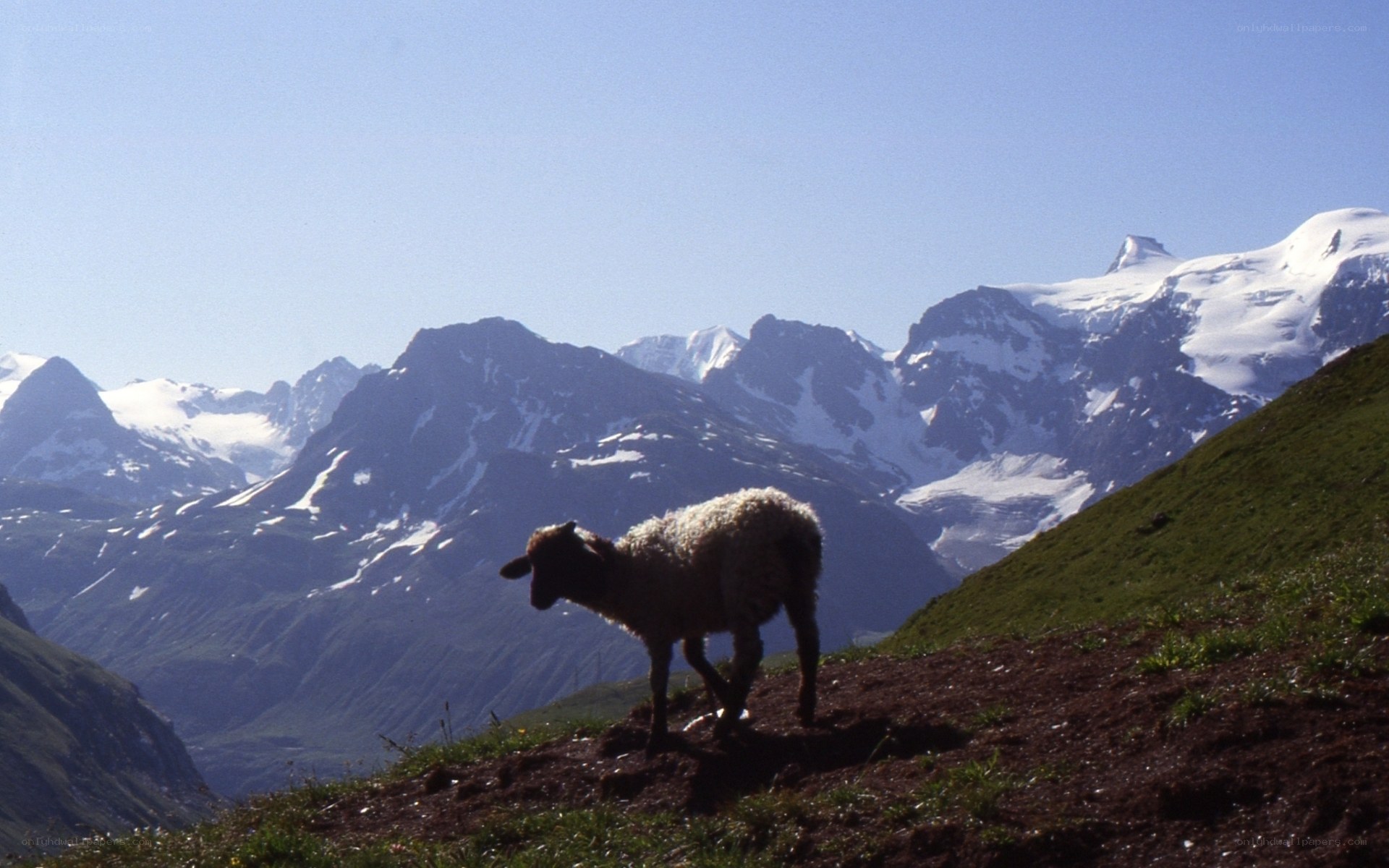 Sheep on a mountain slope