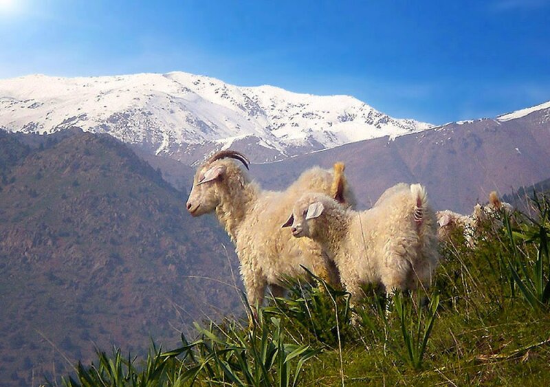 Sheep on a mountain slope