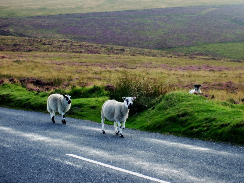 Sheep on a Road — Green