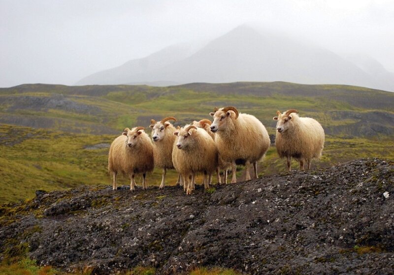 Sheep on a rocky hillside