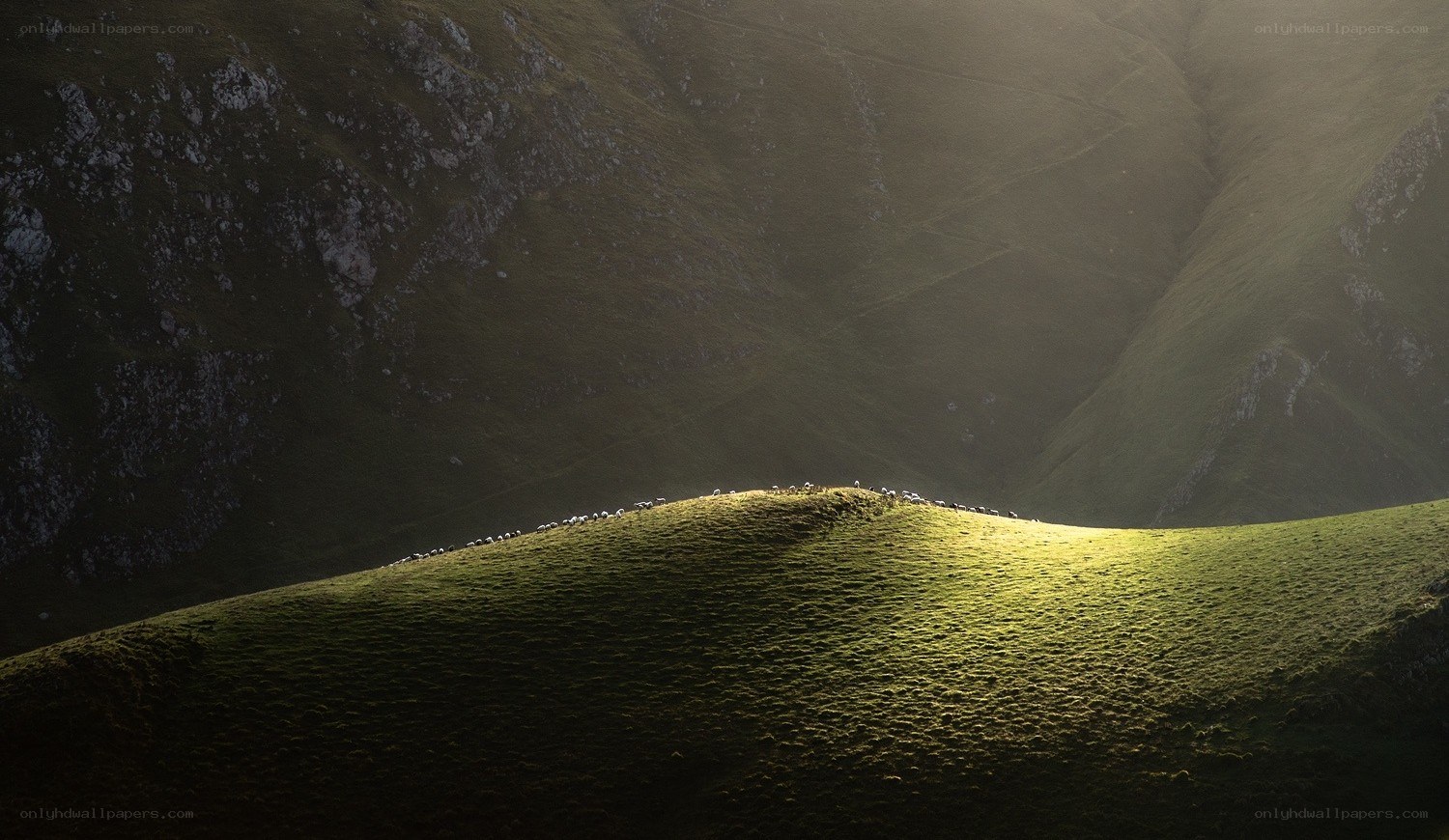 Sheep on a sunlit hillside