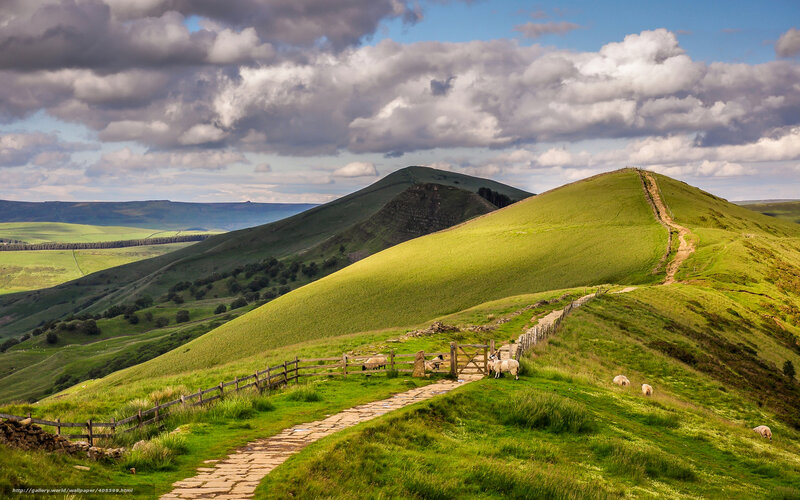 Sheep on Green Hills — Serene
