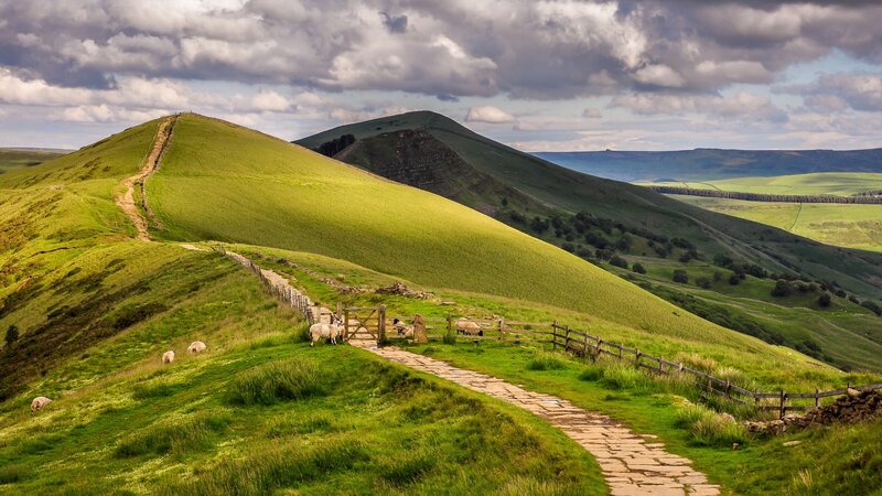Sheep on Green Hills