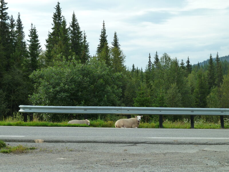 Sheep on Roadside