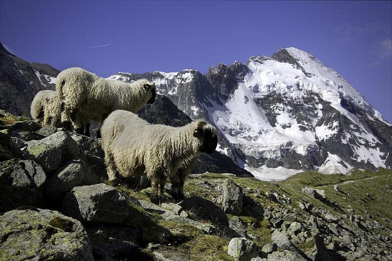 Sheep on Rocky Mountain
