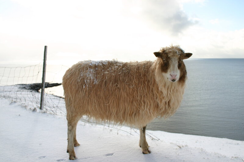 sheep on snowy cliff