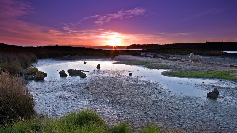 Sheep on Tidal Flats — Purple, Serene