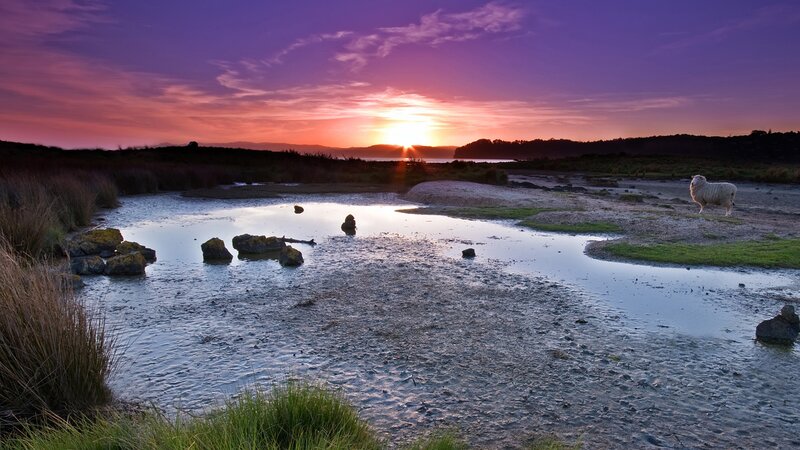 Sheep on Tidal Flats — Purple