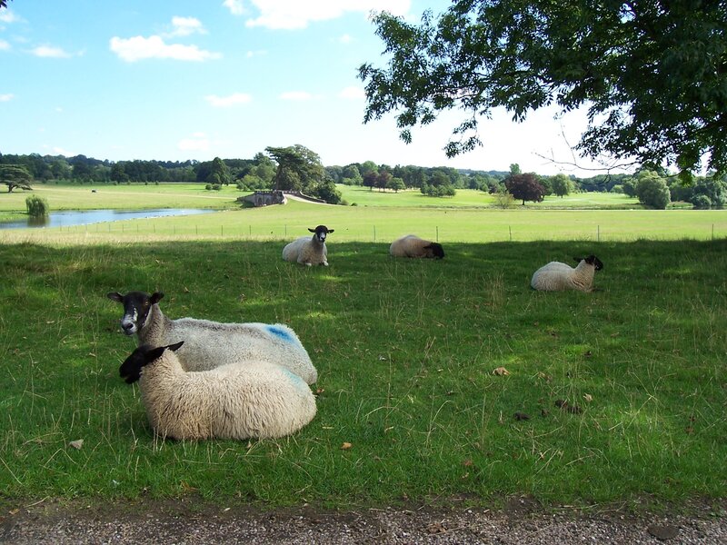 Sheep resting in a field