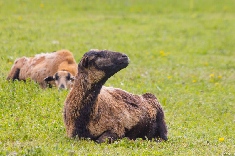 Sheep Resting in Field
