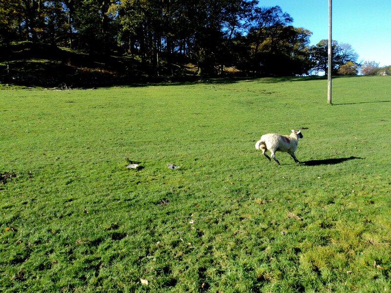 Sheep Running in Field