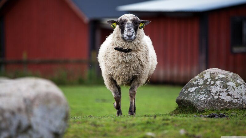 Sheep Running on Grass