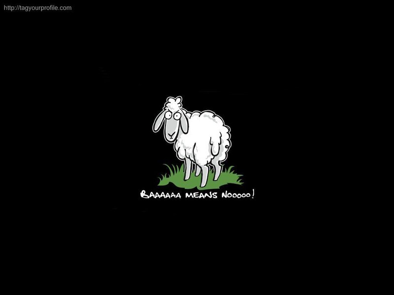 Sheep saying no