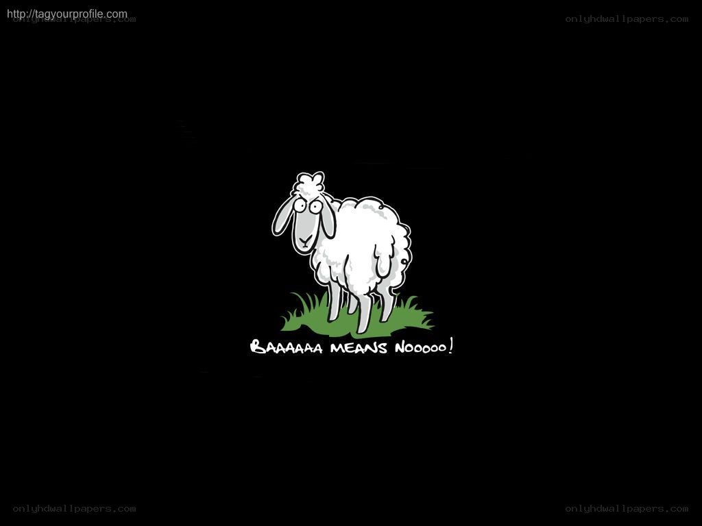 Sheep saying no