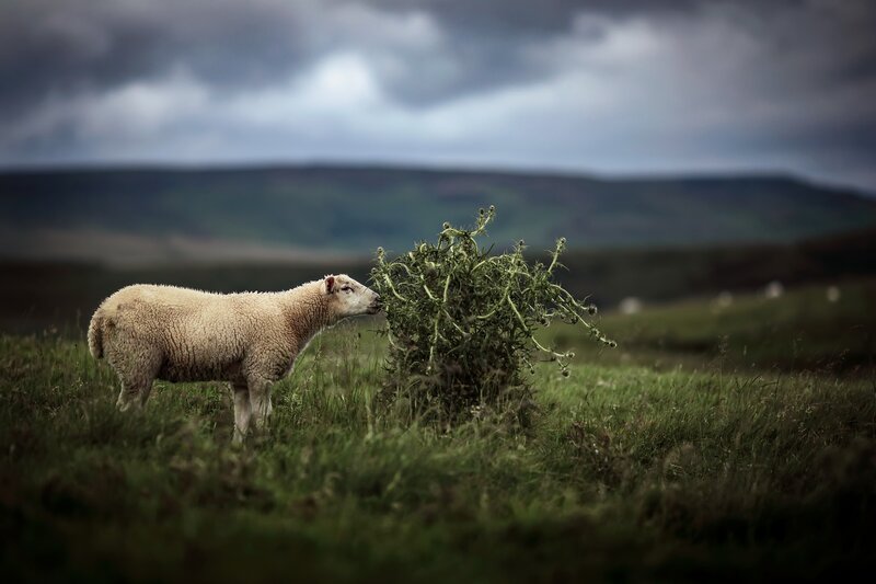Sheep Sniffing Thistle
