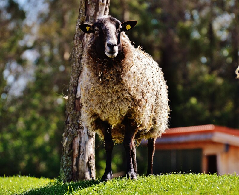 sheep standing by a tree