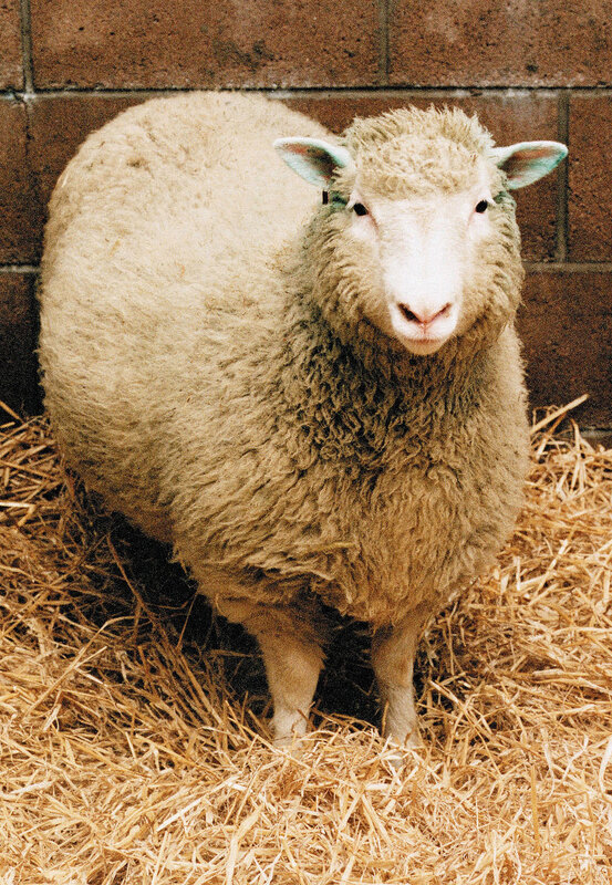 sheep standing in hay