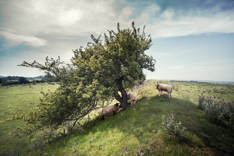 Sheep under a Tree — Green, Serene
