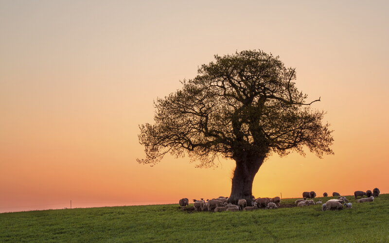 Sheep under a Tree — Green