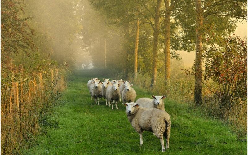 Sheep Walking on Path